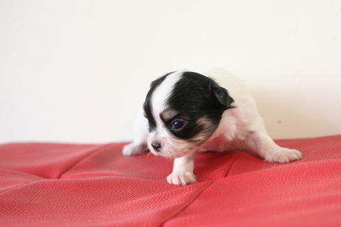 成約済の京都府のチワワ(ロングコート)-47506の1枚目