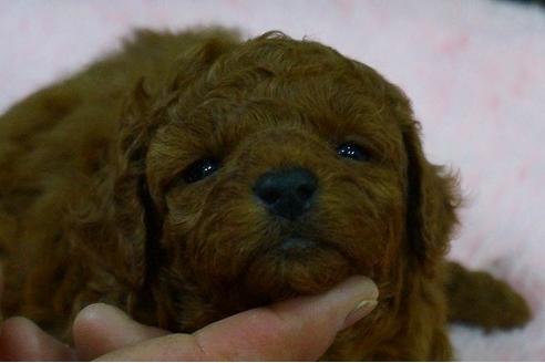 成約済の京都府のトイプードル-47560の3枚目