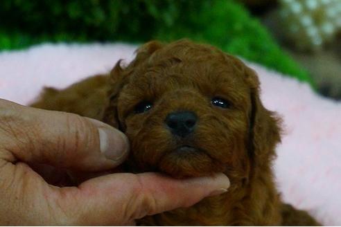 成約済の京都府のトイプードル-47560の2枚目