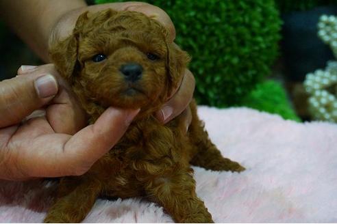 成約済の京都府のトイプードル-47560の1枚目