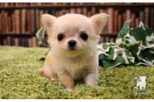 成約済の愛知県のチワワ(ロングコート)-47574の5枚目