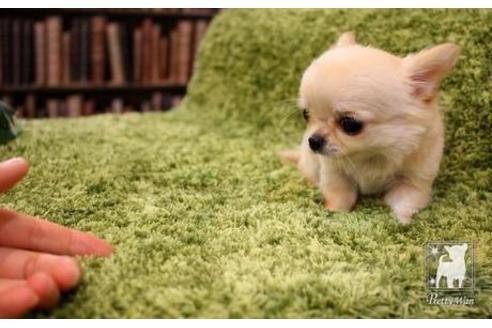 成約済の愛知県のチワワ(ロングコート)-47574の3枚目