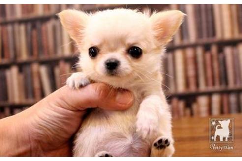 成約済の愛知県のチワワ(ロングコート)-47574の2枚目