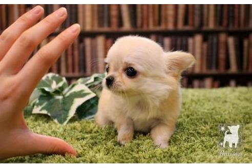 成約済の愛知県のチワワ(ロングコート)-47574の1枚目