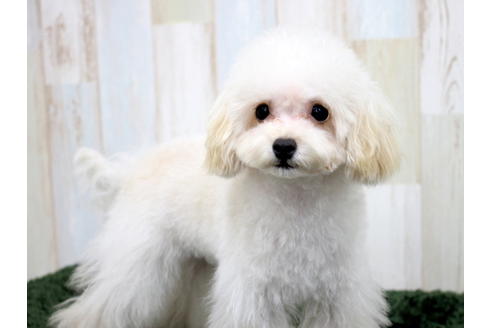 成約済の愛知県のティーカッププードル-47575の5枚目