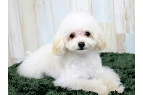 成約済の愛知県のティーカッププードル-47575の3枚目