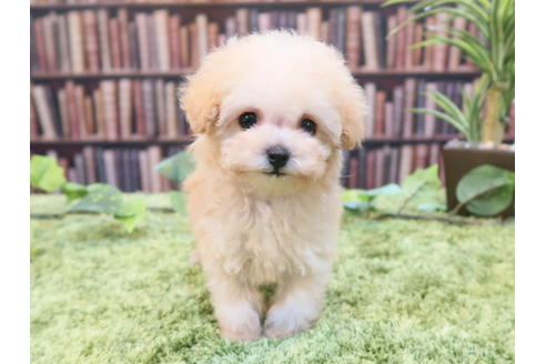 成約済の愛知県のティーカッププードル-47575の1枚目