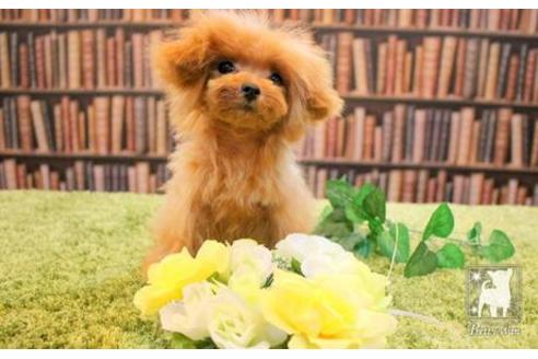 成約済の愛知県のティーカッププードル-47578の5枚目