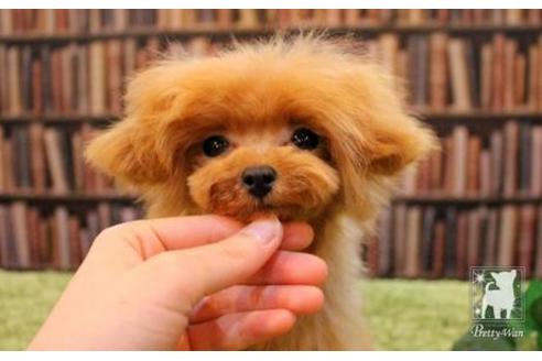 成約済の愛知県のティーカッププードル-47578の4枚目