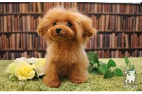 成約済の愛知県のティーカッププードル-47578の3枚目