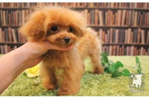 成約済の愛知県のティーカッププードル-47578の2枚目