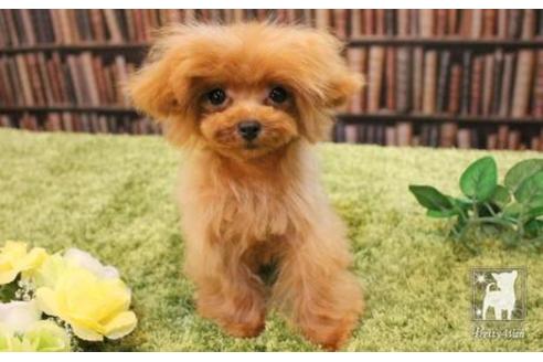 成約済の愛知県のティーカッププードル-47578の1枚目