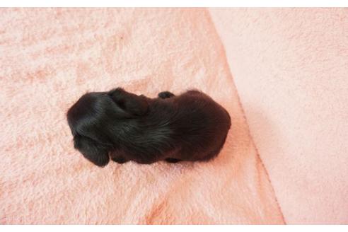 成約済の奈良県のミニチュアシュナウザー-47598の1枚目