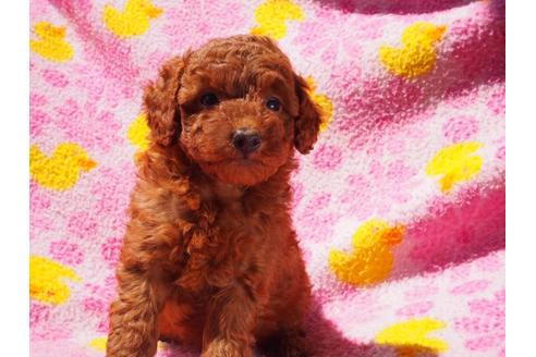 成約済の茨城県のトイプードル-47609の3枚目