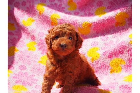 成約済の茨城県のトイプードル-47609の4枚目