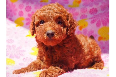 成約済の茨城県のトイプードル-47609の1枚目