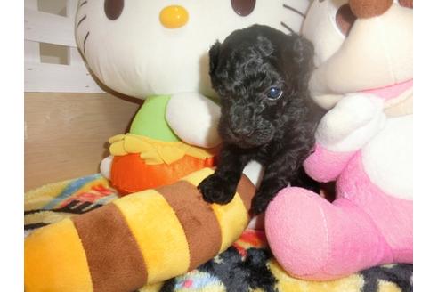 子犬