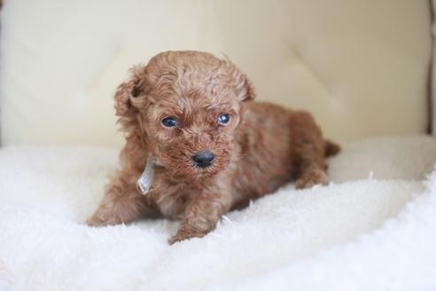 成約済の滋賀県のトイプードル-47612の2枚目