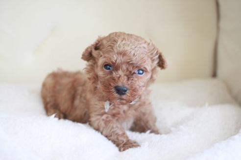 成約済の滋賀県のトイプードル-47612の1枚目