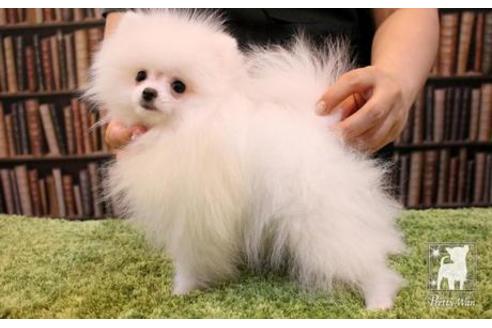 成約済の愛知県のポメラニアン-47613の5枚目