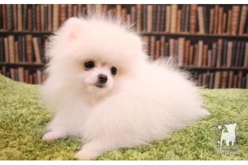 成約済の愛知県のポメラニアン-47613の2枚目