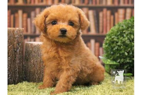 成約済の愛知県のティーカッププードル-47617の5枚目