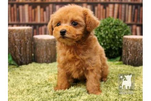 成約済の愛知県のティーカッププードル-47617の4枚目