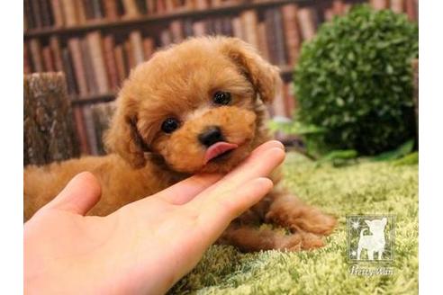 成約済の愛知県のティーカッププードル-47617の3枚目