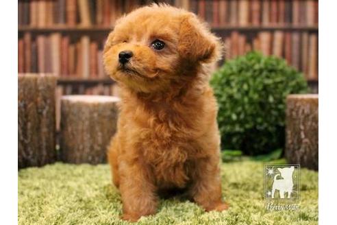 成約済の愛知県のティーカッププードル-47617の2枚目