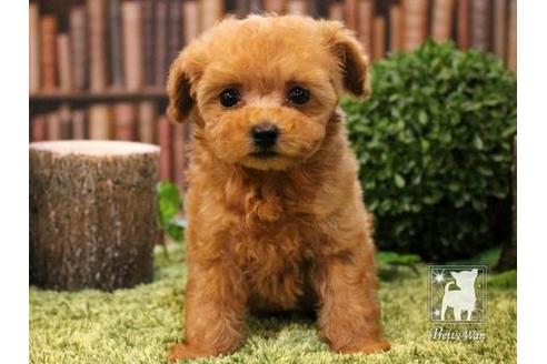 成約済の愛知県のティーカッププードル-47617の1枚目