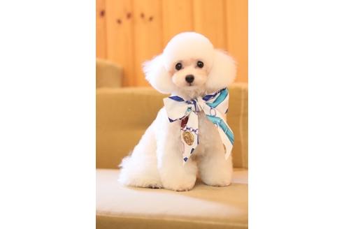 成約済の愛知県のティーカッププードル-47618の5枚目