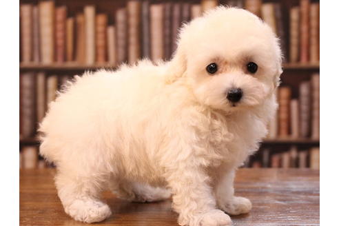 成約済の愛知県のティーカッププードル-47618の4枚目