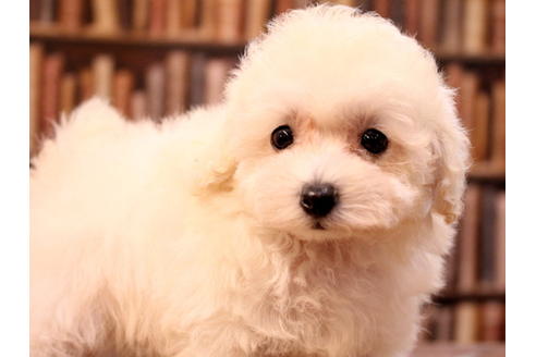 成約済の愛知県のティーカッププードル-47618の3枚目