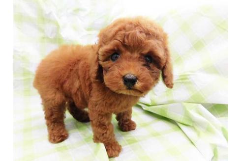 成約済の福岡県のトイプードル-47645の1枚目