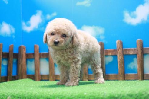 成約済の滋賀県のトイプードル-46848の2枚目