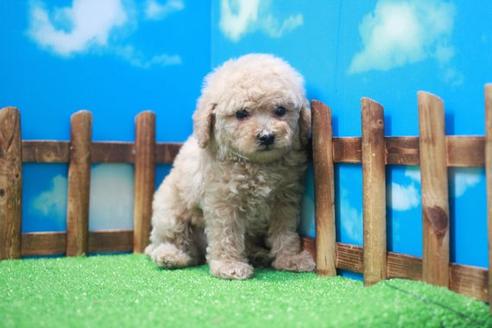 成約済の滋賀県のトイプードル-46848の1枚目