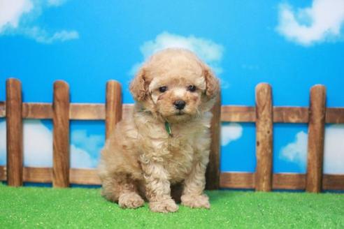 成約済の滋賀県のトイプードル-46850の1枚目