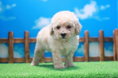 成約済の滋賀県のトイプードル-46851の2枚目