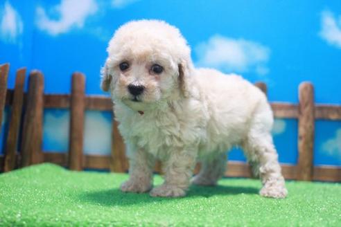 成約済の滋賀県のトイプードル-46851の1枚目