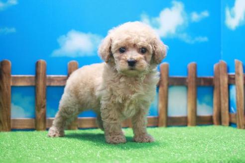 成約済の滋賀県のトイプードル-46849の2枚目