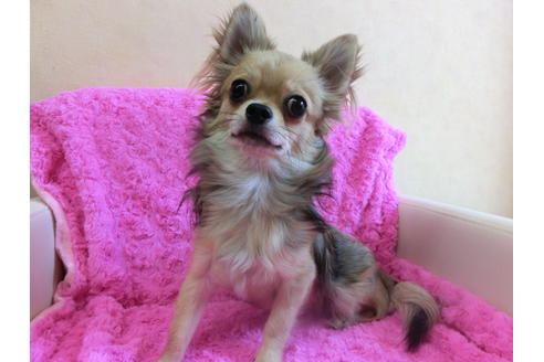 成約済の京都府のチワワ(ロングコート)-35838の3枚目