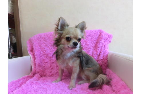 成約済の京都府のチワワ(ロングコート)-35838の2枚目