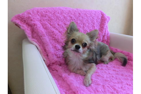 成約済の京都府のチワワ(ロングコート)-35838の1枚目