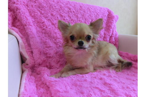 成約済の京都府のチワワ(ロングコート)-32476の3枚目