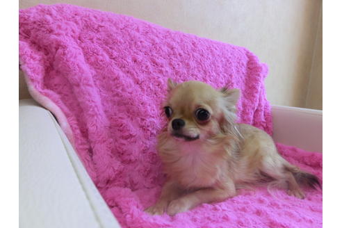 成約済の京都府のチワワ(ロングコート)-32476の2枚目