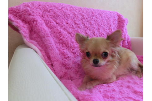 成約済の京都府のチワワ(ロングコート)-32476の1枚目