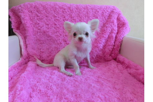 成約済の京都府のチワワ(ロングコート)-41603の3枚目