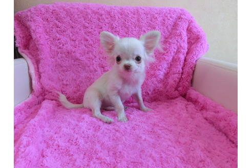 成約済の京都府のチワワ(ロングコート)-41603の1枚目