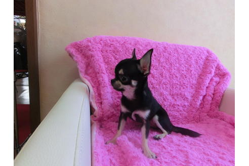 成約済の京都府のチワワ(スムースコート)-40317の2枚目