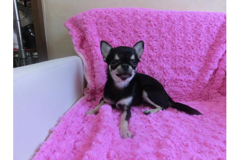 成約済の京都府のチワワ(スムースコート)-40317の1枚目